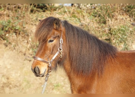 Caballos islandeses, Caballo castrado, 6 años, 143 cm, Castaño oscuro