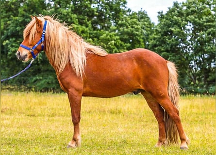 Caballos islandeses, Caballo castrado, 6 años, 144 cm, Alazán