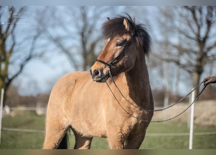 Caballos islandeses, Caballo castrado, 6 años, 145 cm, Bayo
