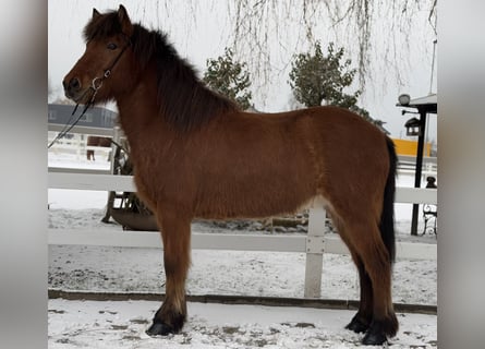 Caballos islandeses, Caballo castrado, 6 años, 145 cm, Castaño