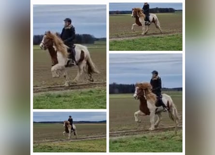 Caballos islandeses, Caballo castrado, 6 años, 145 cm, Pío