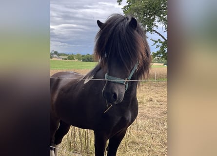 Caballos islandeses, Caballo castrado, 6 años, 146 cm, Pío