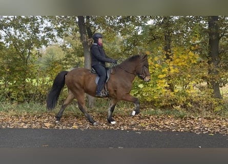 Caballos islandeses, Caballo castrado, 6 años, 149 cm, Castaño