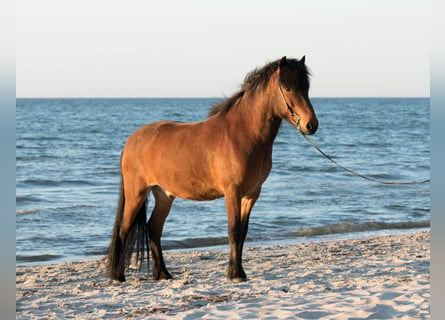 Caballos islandeses, Caballo castrado, 6 años, 150 cm, Castaño