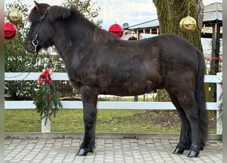 Caballos islandeses, Caballo castrado, 6 años, 150 cm, Negro