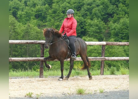 Caballos islandeses, Caballo castrado, 6 años, 150 cm, Negro