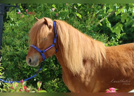 Caballos islandeses, Caballo castrado, 6 años, Alazán