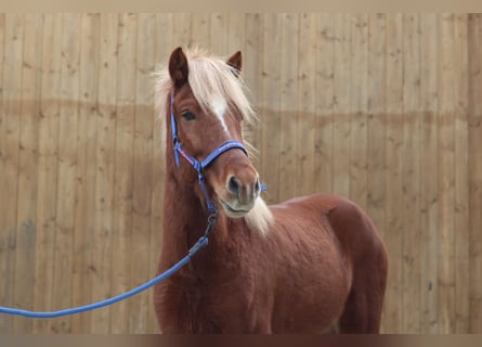 Caballos islandeses, Caballo castrado, 6 años, Alazán