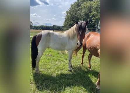 Caballos islandeses, Caballo castrado, 6 años