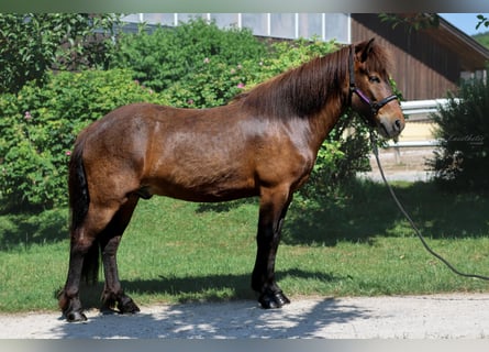 Caballos islandeses, Caballo castrado, 6 años, Castaño