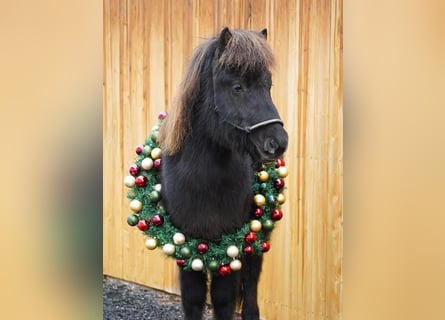 Caballos islandeses, Caballo castrado, 7 años, 133 cm, Negro