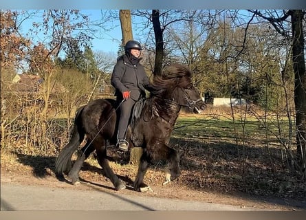 Caballos islandeses, Caballo castrado, 7 años, 137 cm, Negro