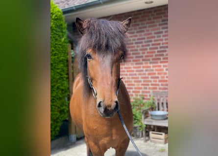 Caballos islandeses, Caballo castrado, 7 años, 139 cm, Castaño