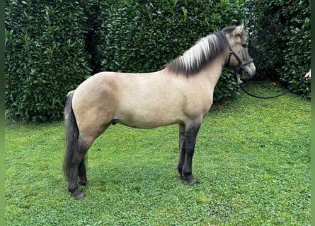 Caballos islandeses, Caballo castrado, 7 años, 140 cm, Bayo