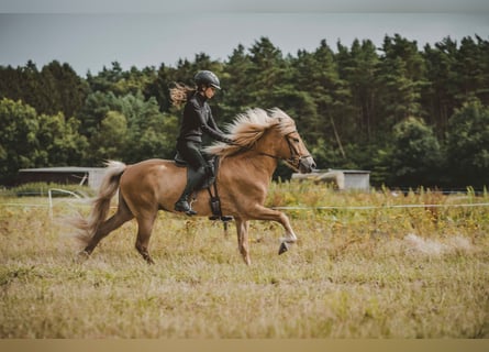 Caballos islandeses, Caballo castrado, 7 años, 142 cm, Alazán