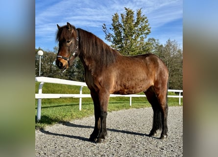 Caballos islandeses, Caballo castrado, 7 años, 142 cm, Castaño