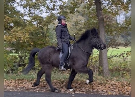 Caballos islandeses, Caballo castrado, 7 años, 142 cm, Castaño