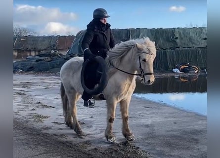 Caballos islandeses, Caballo castrado, 7 años, 142 cm, Palomino