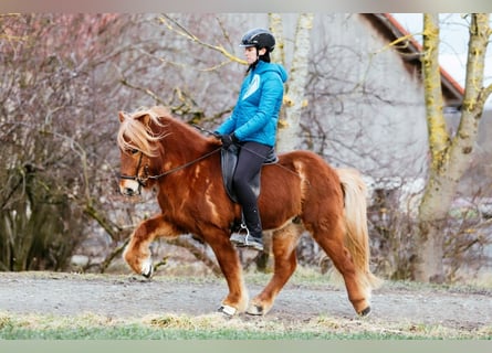 Caballos islandeses, Caballo castrado, 7 años, 143 cm, Alazán