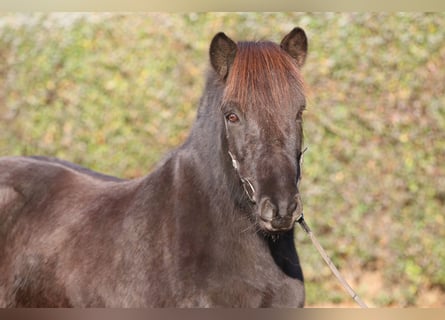 Caballos islandeses, Caballo castrado, 7 años, 143 cm, Negro