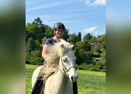 Caballos islandeses, Caballo castrado, 7 años, 144 cm, Tordo ruano