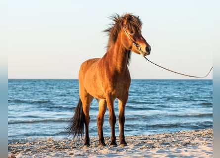 Caballos islandeses, Caballo castrado, 7 años, 145 cm, Castaño