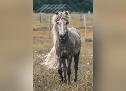 Caballos islandeses, Caballo castrado, 7 años, 145 cm, Tordo