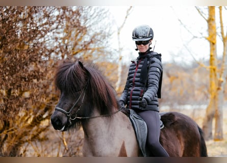 Caballos islandeses, Caballo castrado, 7 años, 146 cm, Negro