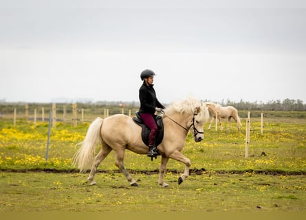 Caballos islandeses, Caballo castrado, 7 años, 146 cm, Palomino