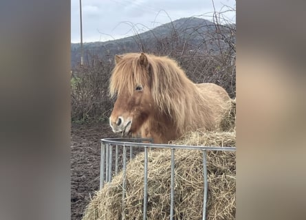 Caballos islandeses, Caballo castrado, 8 años, 138 cm, Bayo