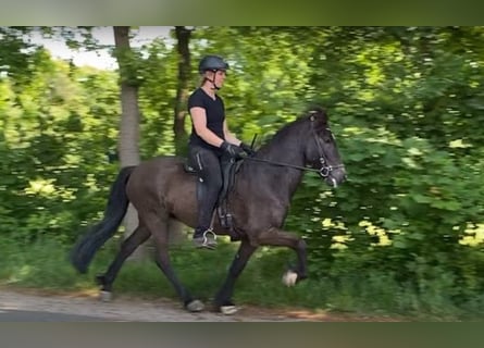 Caballos islandeses, Caballo castrado, 8 años, 139 cm, Negro