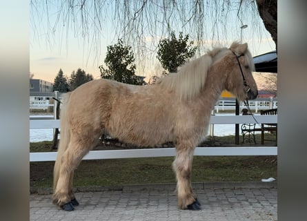 Caballos islandeses, Caballo castrado, 8 años, 139 cm, Palomino