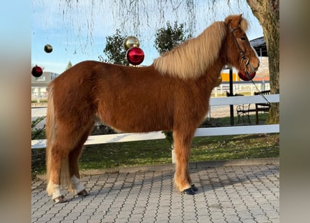 Caballos islandeses, Caballo castrado, 8 años, 140 cm, Alazán