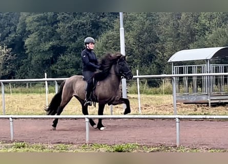 Caballos islandeses, Caballo castrado, 8 años, 140 cm, Bayo