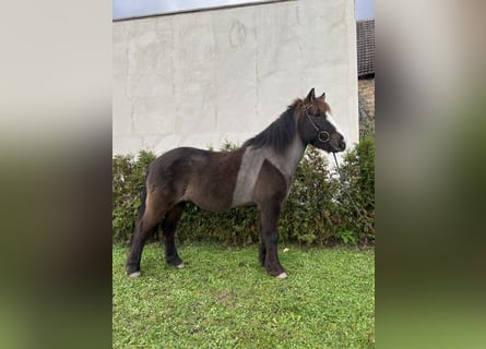 Caballos islandeses, Caballo castrado, 8 años, 142 cm, Negro