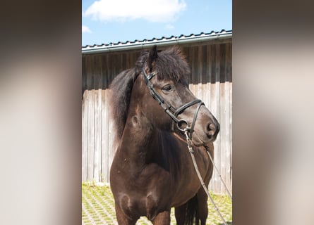 Caballos islandeses, Caballo castrado, 8 años, 142 cm, Negro