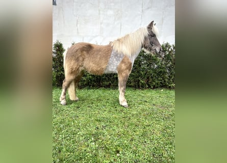 Caballos islandeses, Caballo castrado, 8 años, 143 cm