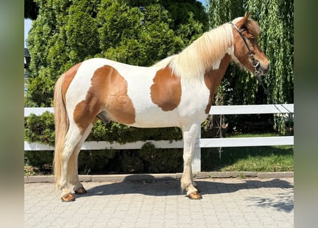 Caballos islandeses, Caballo castrado, 8 años, 143 cm, Pío