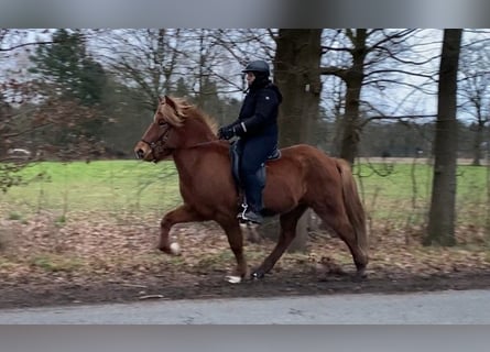 Caballos islandeses, Caballo castrado, 8 años, 144 cm, Alazán