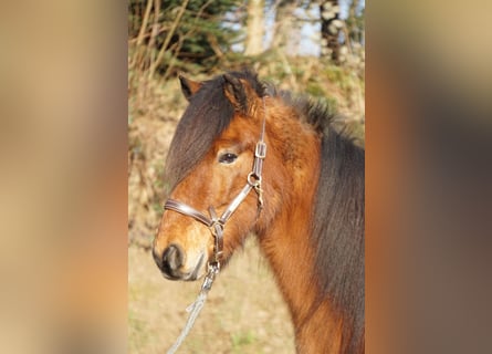 Caballos islandeses, Caballo castrado, 8 años, 144 cm, Castaño