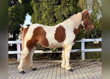 Caballos islandeses, Caballo castrado, 8 años, 144 cm, Pío