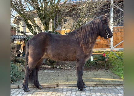 Caballos islandeses, Caballo castrado, 8 años, 145 cm, Negro