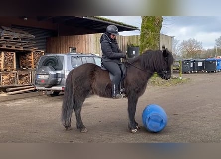 Caballos islandeses, Caballo castrado, 8 años, 146 cm, Negro