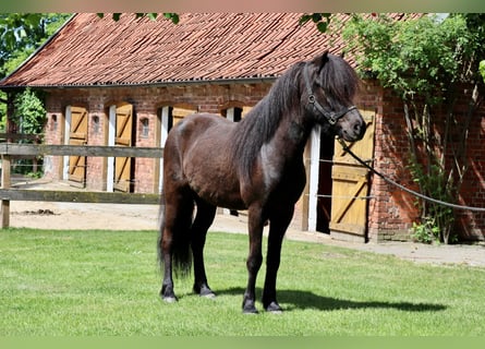 Caballos islandeses, Caballo castrado, 8 años, 150 cm