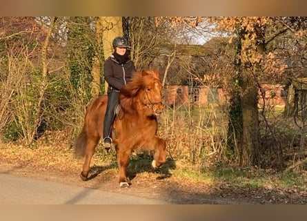 Caballos islandeses, Caballo castrado, 9 años, 136 cm, Alazán