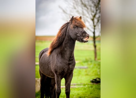 Caballos islandeses, Caballo castrado, 9 años, 138 cm, Negro