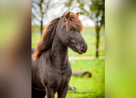 Caballos islandeses, Caballo castrado, 9 años, 138 cm, Negro