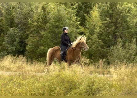 Caballos islandeses, Caballo castrado, 9 años, 142 cm, Alazán