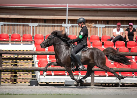 Caballos islandeses, Caballo castrado, 9 años, 142 cm, Negro