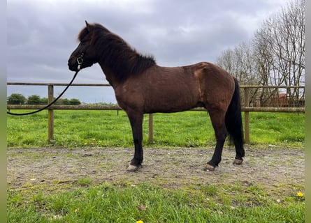 Caballos islandeses, Caballo castrado, 9 años, 143 cm, Castaño oscuro